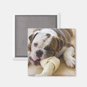 USA, New Jersey, Jersey City, Niedlicher Bulldogge Magnet (Vorderseite/Rückseite)
