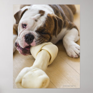 USA, New Jersey, Jersey City, Niedlicher Bulldogge Poster