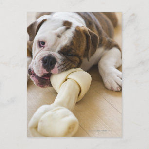 USA, New Jersey, Jersey City, Niedlicher Bulldogge Postkarte