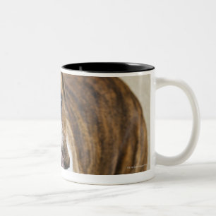 USA, New-Jersey, Jersey City, Porträt von Zweifarbige Tasse
