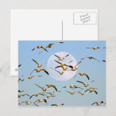 USA, New Mexico, Bosque del Apache Postkarte (Vorne/Hinten)