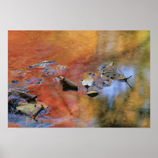 USA, New York, Adirondacks, gefallene Blätter in Poster (Vorne)