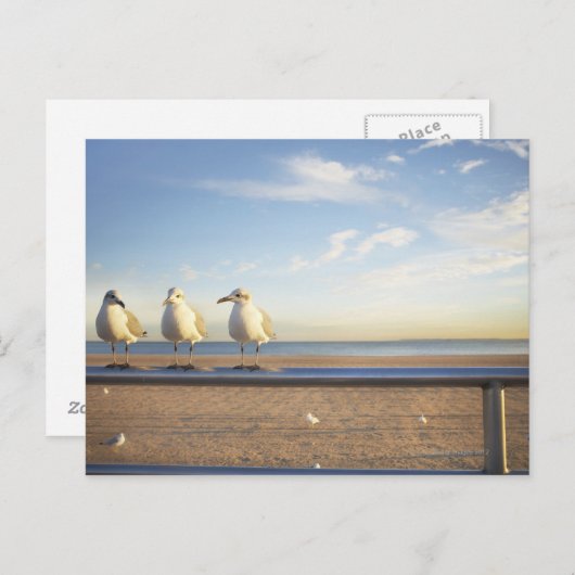 USA, New York City, Coney Island, drei Möwen Postkarte (Vorne/Hinten)