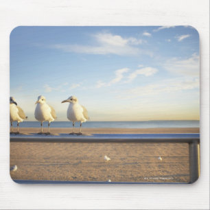 USA, New York City, Coney Island, drei Seemöwen Mousepad
