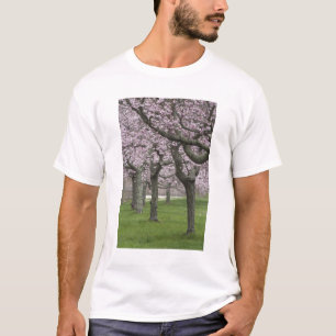 USA, New York, East Hampton. Kirschbäume in T-Shirt