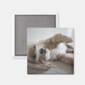 USA, New York, New York City, Brooklyn, Cockapoo Magnet (Vorderseite/Rückseite)