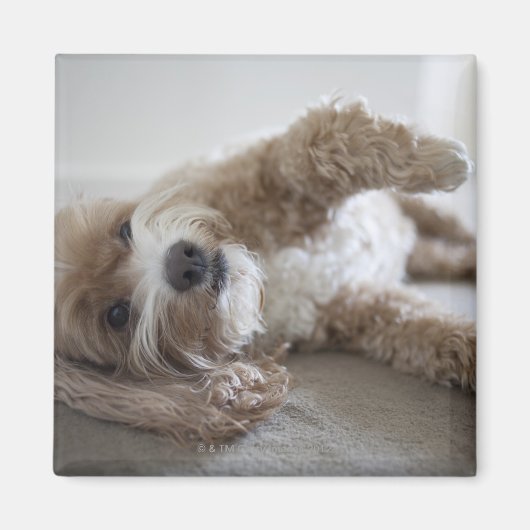 USA, New York, New York City, Brooklyn, Cockapoo Magnet (Vorne)