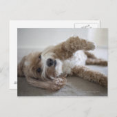 USA, New York, New York City, Brooklyn, Cockapoo Postkarte (Vorne/Hinten)