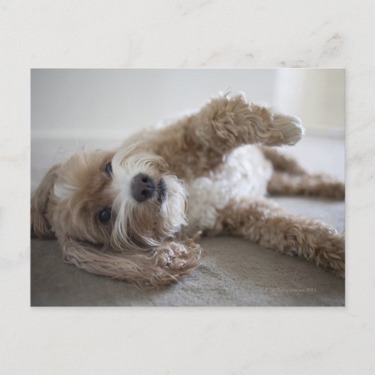 USA, New York, New York City, Brooklyn, Cockapoo Postkarte (Vorderseite)