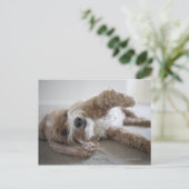 USA, New York, New York City, Brooklyn, Cockapoo Postkarte (Stehend Vorderseite)