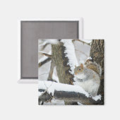 USA, New York, New York City, Eichhörnchen sitzen Magnet (Vorderseite/Rückseite)