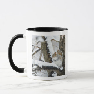 USA, New York, New York City, Eichhörnchensitzen Tasse