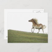 USA, New York Staat, Hudson, Pferde, die in 2 Postkarte (Vorne/Hinten)