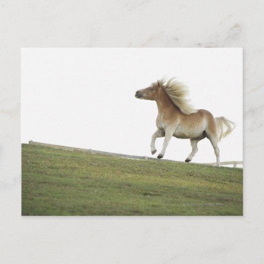 USA, New York Staat, Hudson, Pferde, die in 2 Postkarte (Vorderseite)