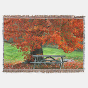 USA, New York, West Park. Ahorn Decke
