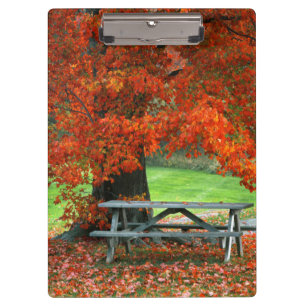 USA, New York, West Park. Ahorn Klemmbrett