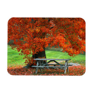 USA, New York, West Park. Bank unter Ahorn Magnet