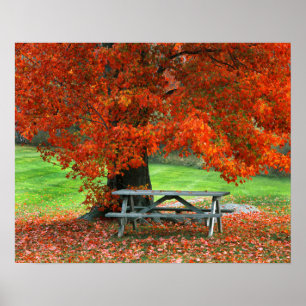 USA, New York, West Park. Bench Under Maple Poster