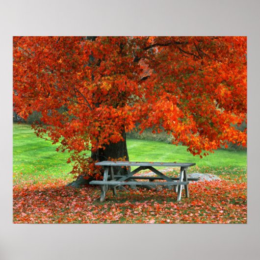 USA, New York, West Park. Bench Under Maple Poster (Vorne)