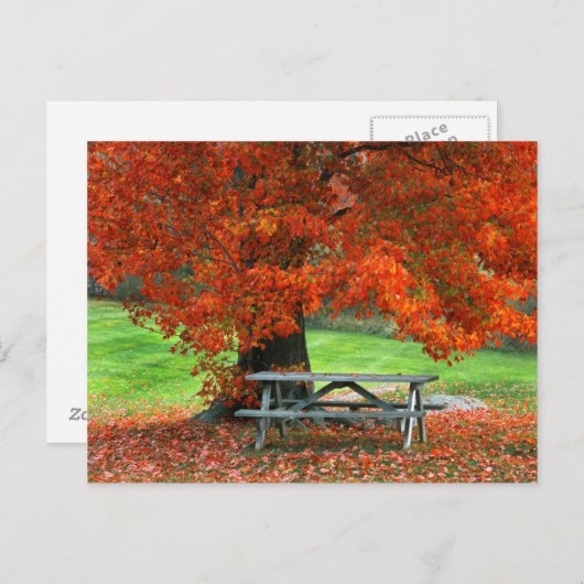USA, New York, West Park. Bench Under Maple Postkarte (Vorne/Hinten)
