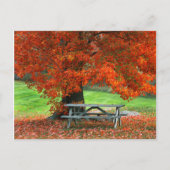 USA, New York, West Park. Bench Under Maple Postkarte (Vorderseite)