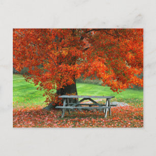 USA, New York, West Park. Bench Under Maple Postkarte