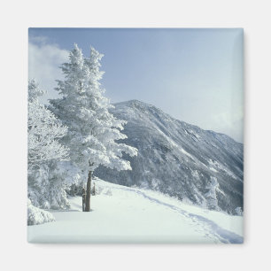 USA, NH, schneebedeckte Bäume Wege Snoeshoe Magnet