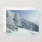 USA, NH, Schneebedeckte Baumwege Snoeshoe Postkarte (Vorne/Hinten)