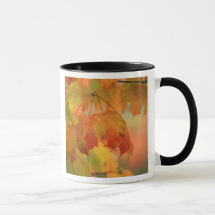 USA, Nordosten, Ahorn in Regen. Kredit als: Tasse