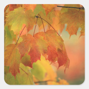 USA, Nordosten, Ahorn Verlasse in Regen. Gutschrif Quadratischer Aufkleber