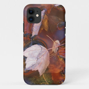 USA, Nordosten, Herbstlaub in einer Pfütze mit Case-Mate iPhone Hülle