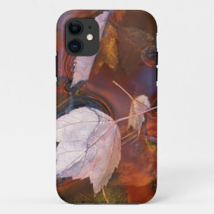 USA, Nordosten, Herbstlaub in einer Pfütze mit Case-Mate iPhone Hülle