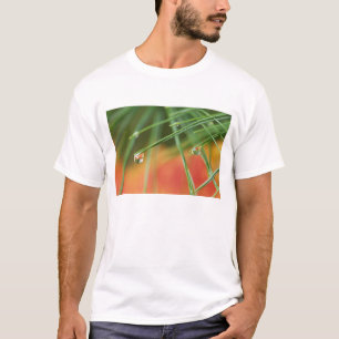 USA, Nordosten, Kiefernnadeln mit Tropfen T-Shirt