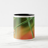 USA, Nordosten, Kiefernnadeln mit Tropfen Zweifarbige Tasse (Mittel)