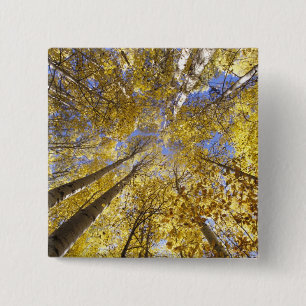 USA, Nordwestpazifik. Aspenbäume im Herbst Button
