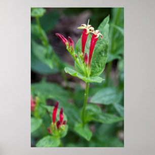 USA, North Carolina, Asheville. Indischer Rock Poster