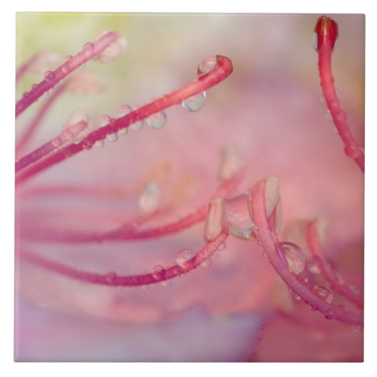 USA, North Carolina. Catawba rhododendron mit Fliese (Vorderseite)