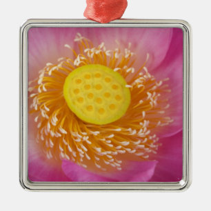  USA; North Carolina Lotus blüht im Silbernes Ornament