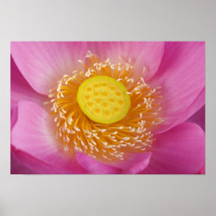 USA; North Carolina; Lotus blüht in Poster