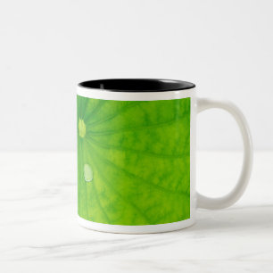 USA; North Carolina; Lotusblatt mit Tautropfen Zweifarbige Tasse