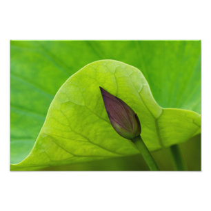 USA; North Carolina; Lotusblatt und -knospe Fotodruck
