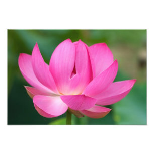 USA; North Carolina; Lotusblüte Fotodruck