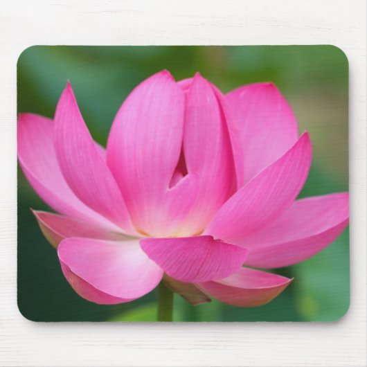 USA; North Carolina Lotusblüte Mousepad (Vorne)