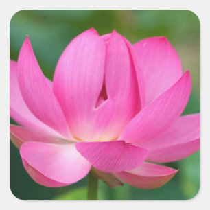 USA; North Carolina; Lotusblüte Quadratischer Aufkleber