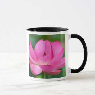 USA; North Carolina; Lotusblüte Tasse
