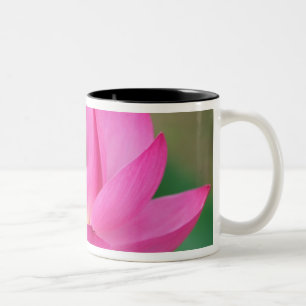 USA; North Carolina; Lotusblüte Zweifarbige Tasse