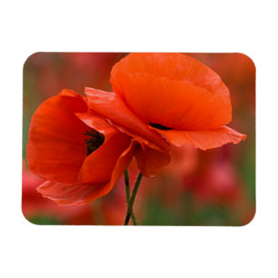 USA, North Carolina. Nahaufnahme von Mohn Magnet
