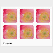 USA, North Carolina. Naher Mohninnenraum Quadratischer Aufkleber (Blatt)