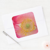 USA, North Carolina. Naher Mohninnenraum Quadratischer Aufkleber (Umschlag)