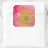 USA, North Carolina. Naher Mohninnenraum Quadratischer Aufkleber (Tasche)